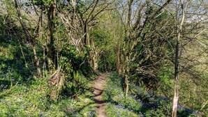 A narrow forest path surrounded by dense vegetation and trees. - 2 Bed in Bude (oc-96290) (Poundstock)