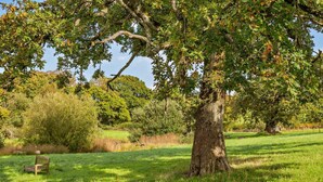 A tree-lined park with a bench and a picnic table. - 1 Bed in Launceston (oc-96333) (Saint Giles on the Heath)