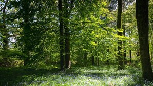 Un bosque con árboles altos y el suelo cubierto de flores azules.