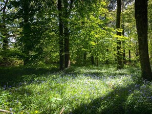 Ein Wald mit hohen Bäumen und einem Boden, der mit blauen Blumen bedeckt ist.