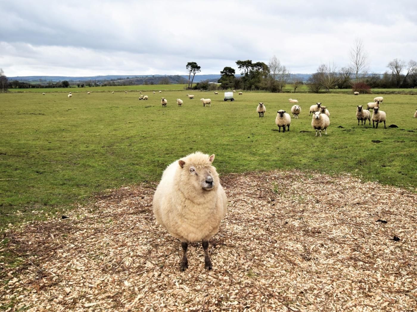 Un mouton dans un champ, avec un troupeau en arrière-plan.