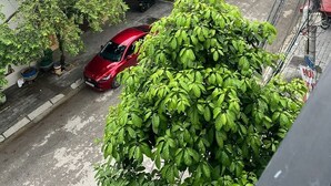 Immagine non classificata, 4 di 68, pulsante