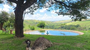 Un área con césped, un estanque, un árbol y un banco.