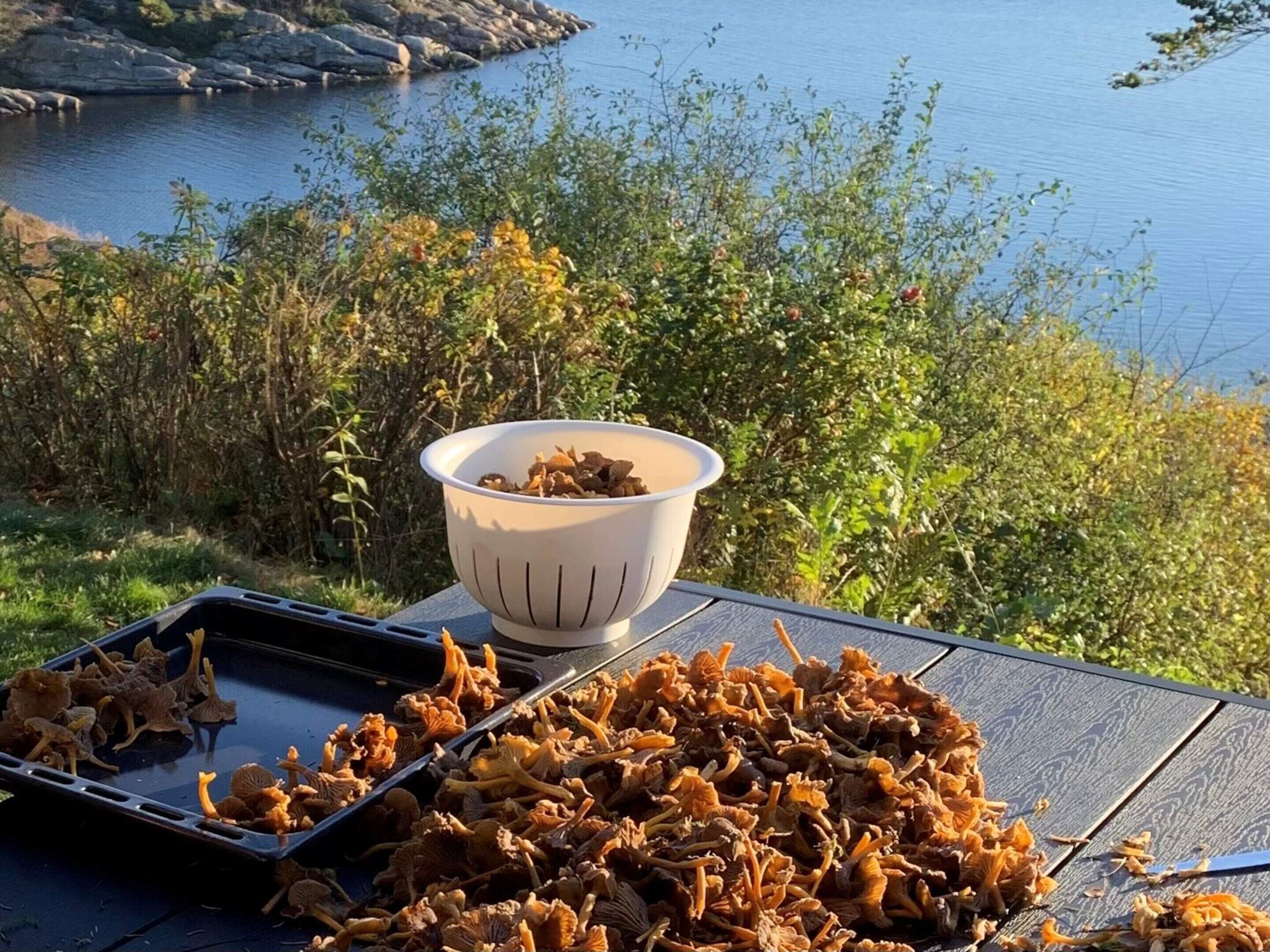 A table with dried mushrooms and a bowl, set against a backdrop of a lake and greenery.