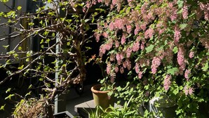 Un edificio con grandes ventanales y un árbol con flores rosadas al frente.