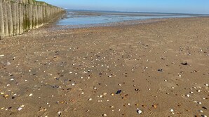 Een zandstrand met verspreide schelpen en een houten omheining aan de linkerkant.