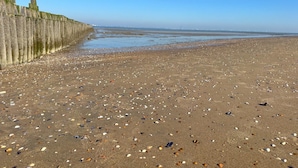 Una spiaggia sabbiosa con conchiglie sparse e un recinto in legno.