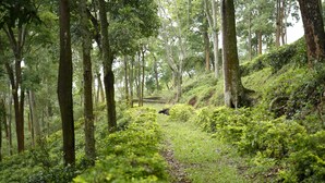Unclassified image, 3 of 6, button - O Land Wilderness Lodges (Coonoor)
