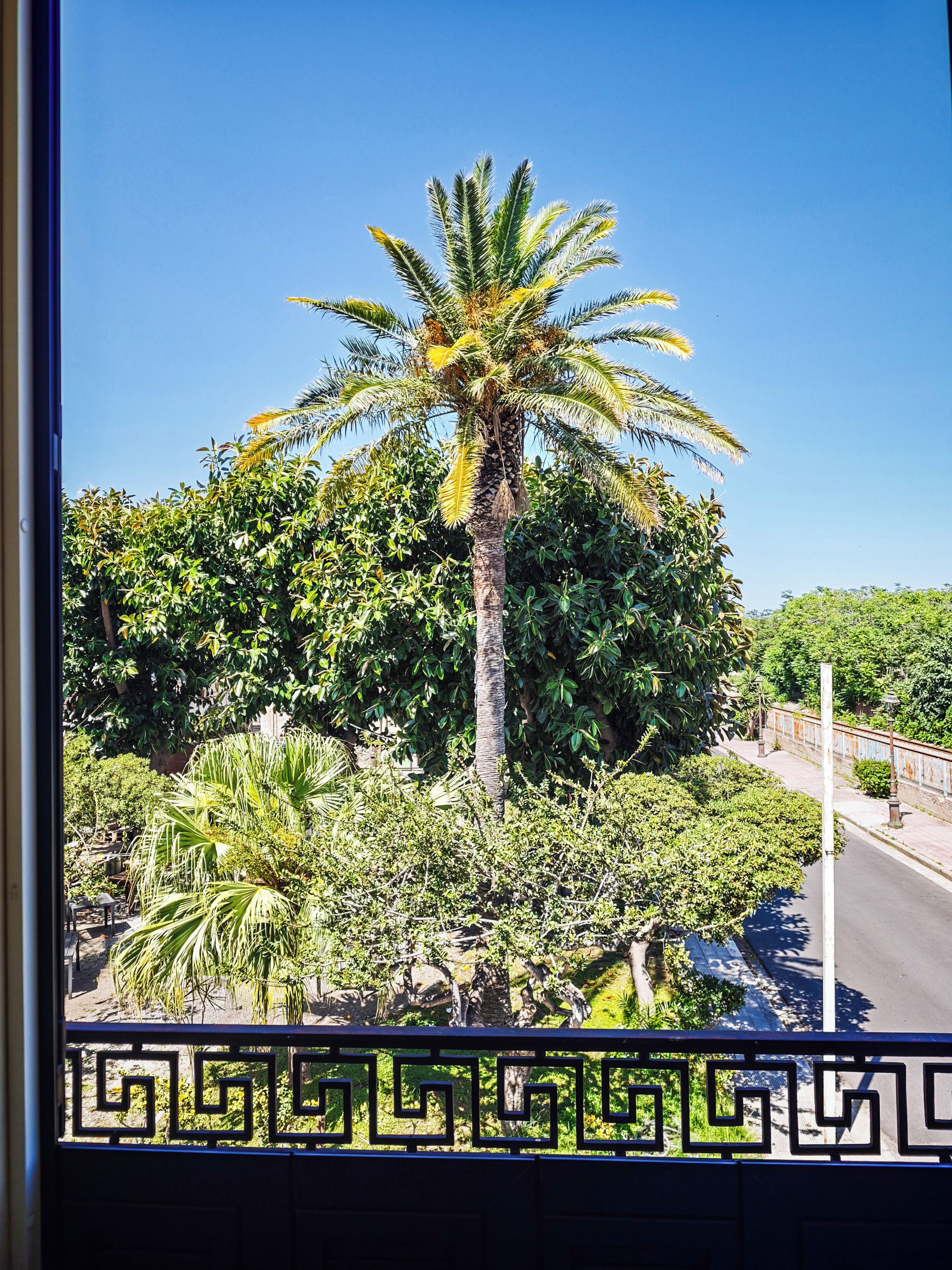 Vista por una ventana de una palmera y follaje denso, con una calle y una barandilla metálica al frente.