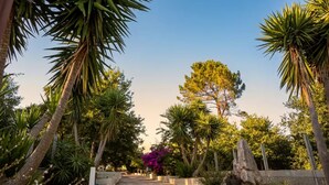 Un sendero bordeado por palmeras y diversa vegetación, que conduce a un edificio.