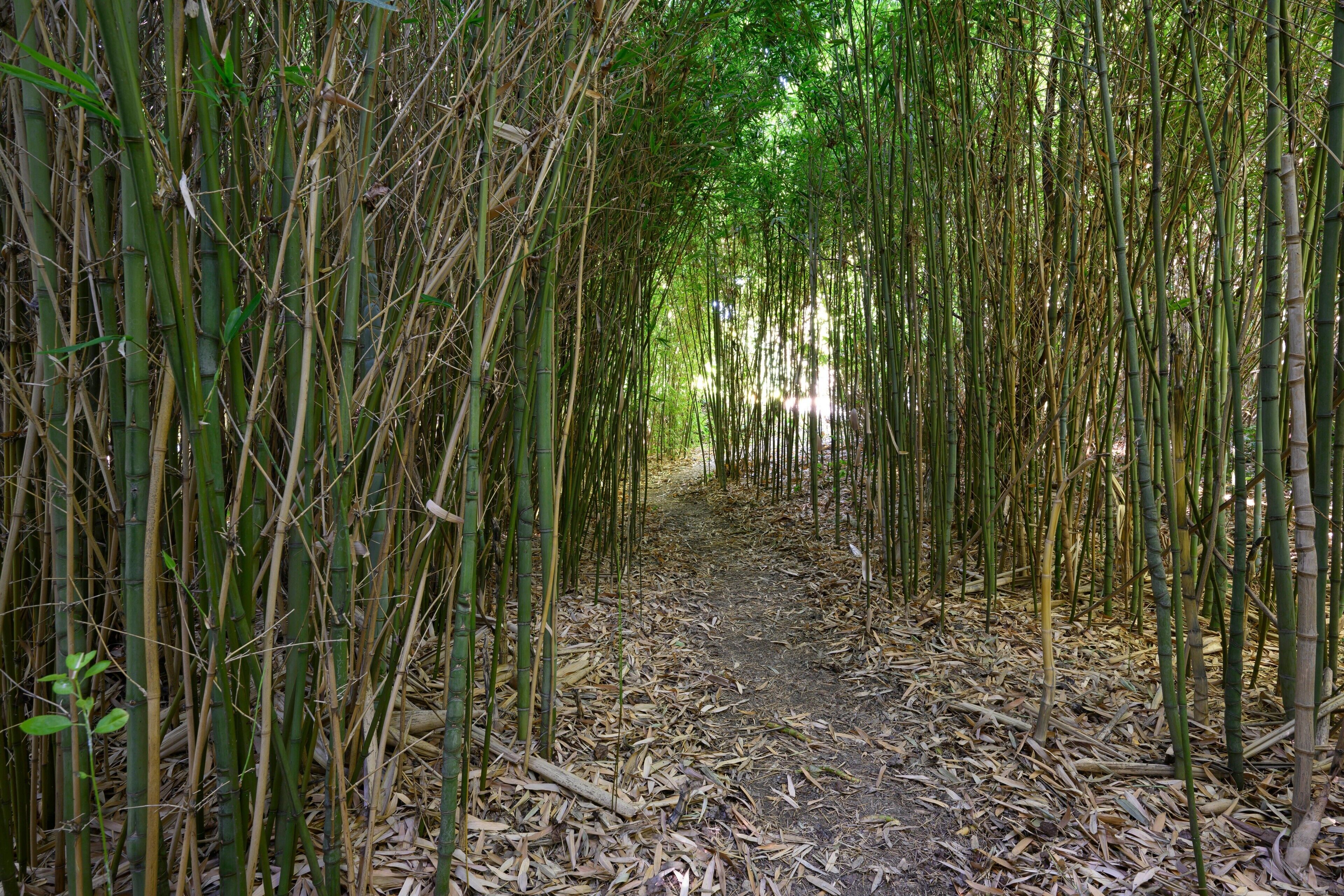 A bamboo forest pathway.