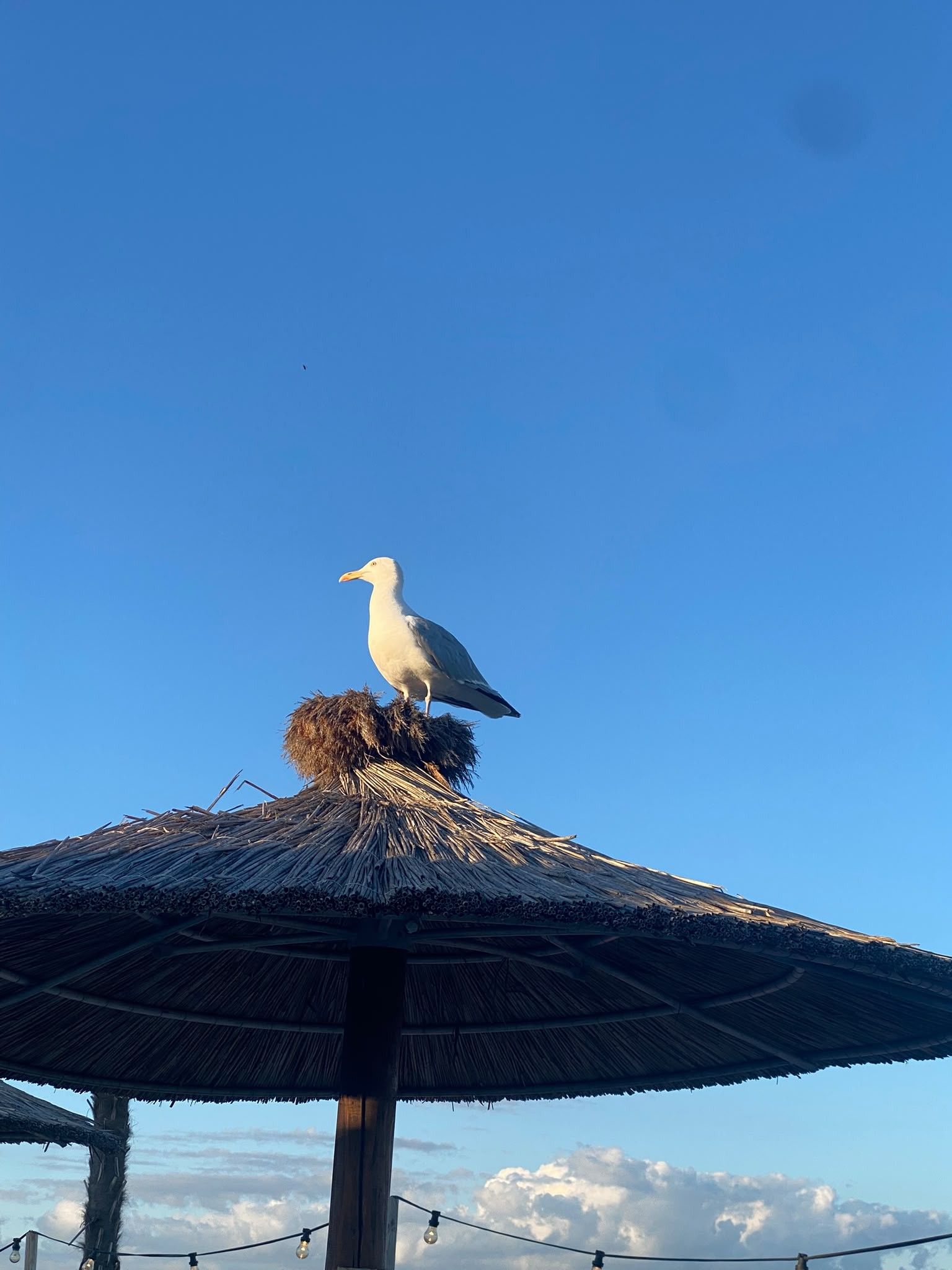 A seagull perched on a thatched structure with a clear blue sky in the background.
