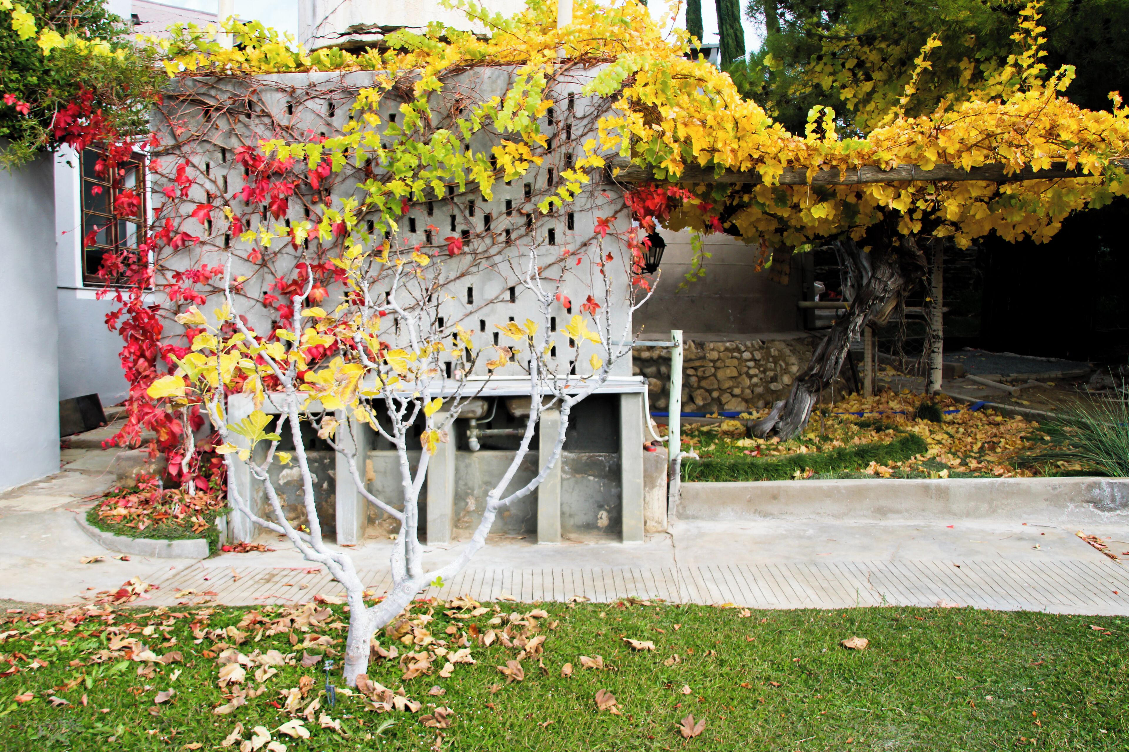 Un jardin agrémenté d’une treille blanche, d’un petit arbre et d’un mur de pierres.