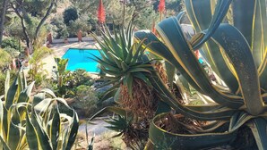 Una piscina rodeada de cactus y árboles grandes, con vista al océano al fondo.