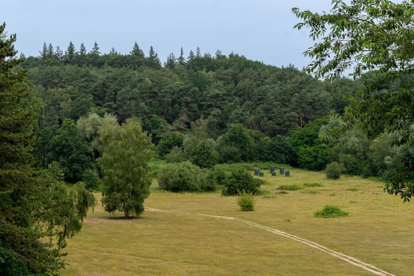 Paisaje natural con un campo cubierto de hierba, árboles y una colina al fondo.