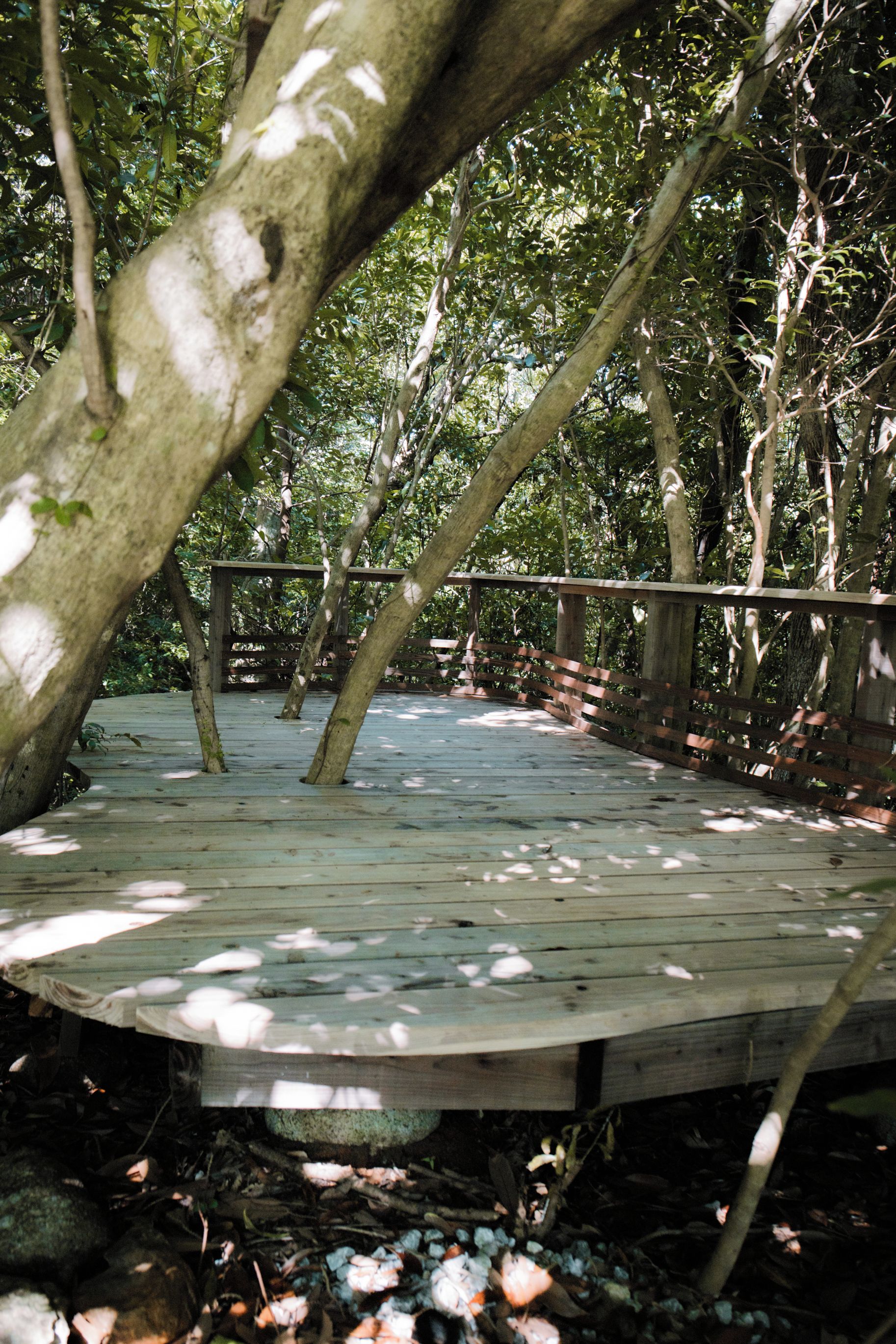 A wooden boardwalk surrounded by trees.