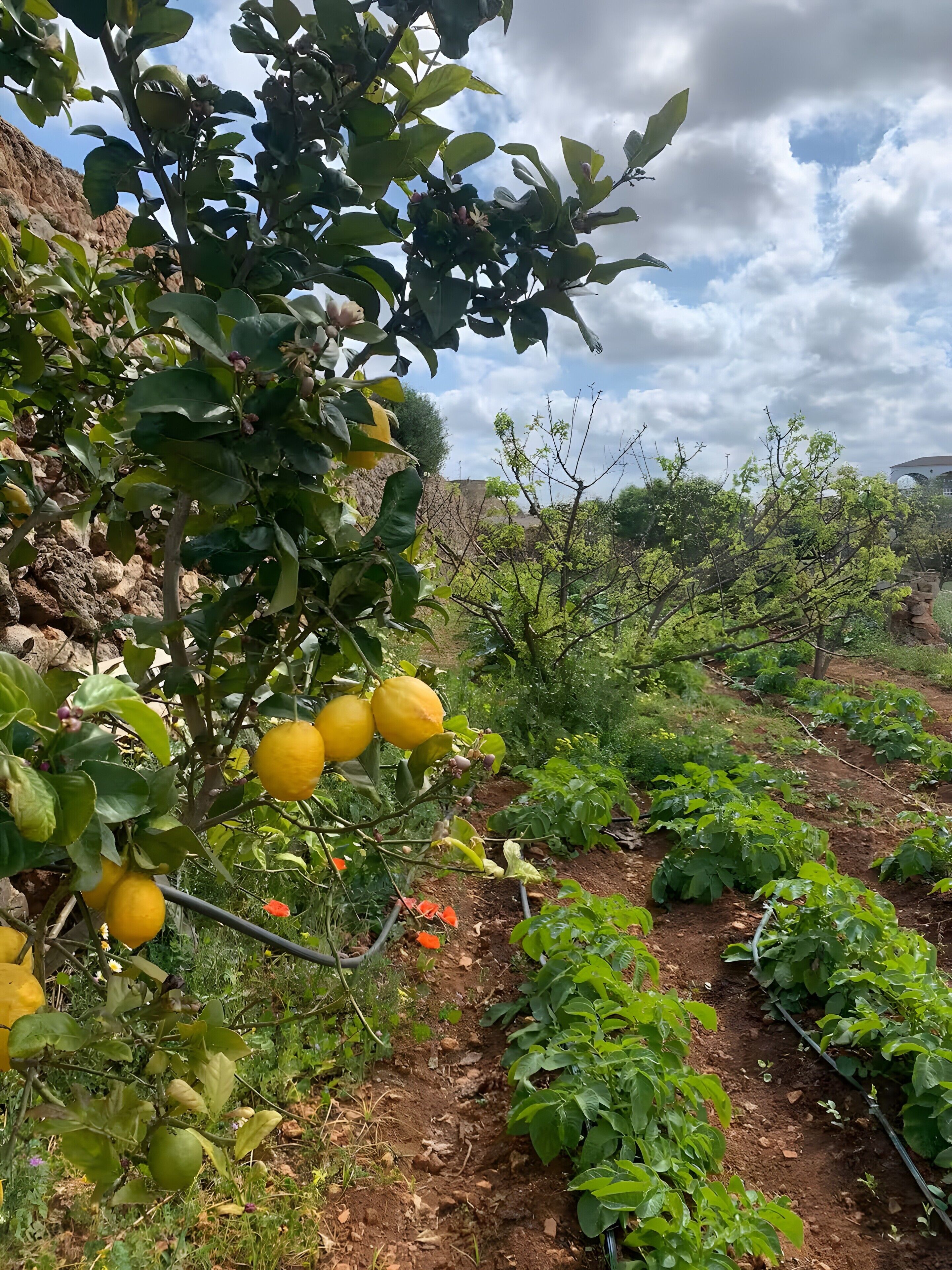A garden with fruit trees and green plants.