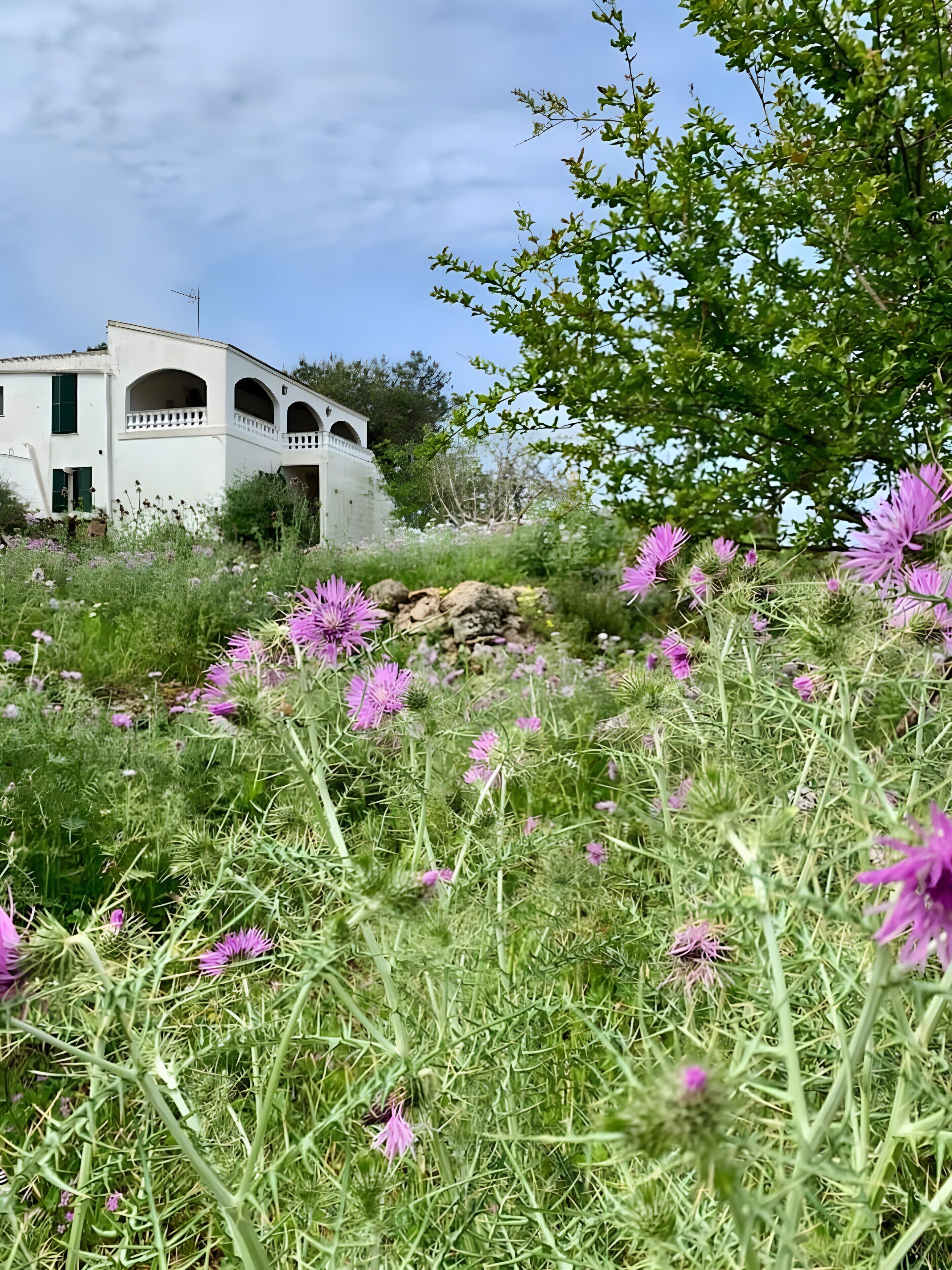 Ein weißes Gebäude mit Bogenfenstern und Balkonen, umgeben von üppigem Grün und violetten Blüten.