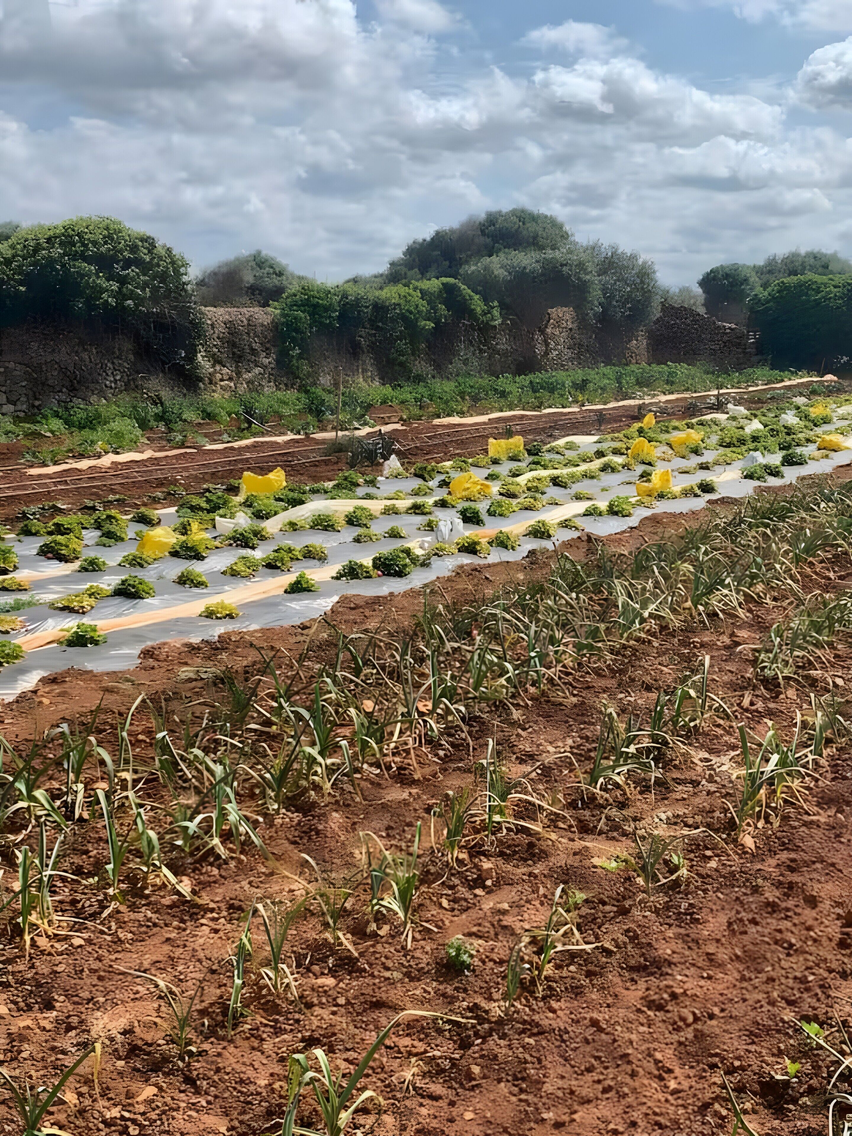 Un giardino con file di piante, un muro in pietra e alberi sullo sfondo.