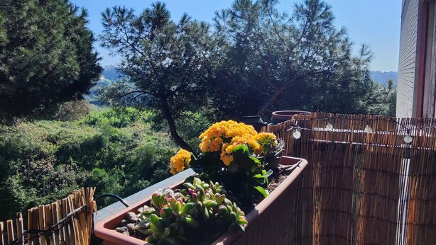 Un balcon agrémenté d’un pot de fleurs, d’une clôture en bambou et offrant une vue sur les arbres et les collines.