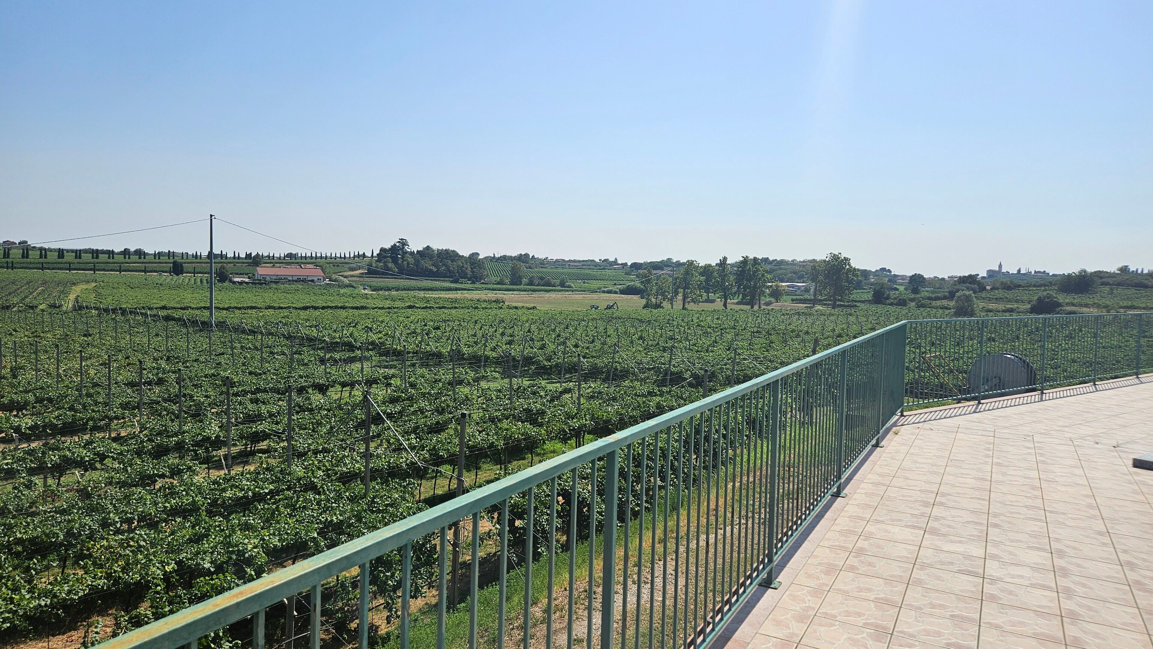 A vineyard with rows of grapevines and a building in the background.