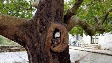 Ein Baum mit einer hohlen Baumrinde.