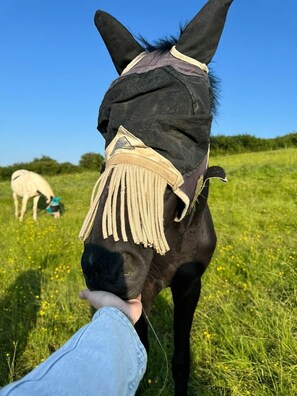 Un gros plan de la tête d  ’un cheval, où l’on voit une personne qui tient son museau, le tout se déroulant dans un champ où un autre cheval broute à l’arrière-plan.