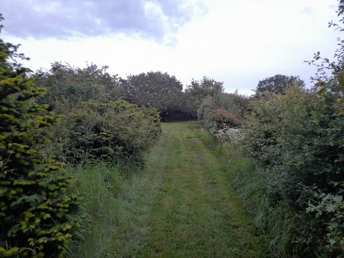 A narrow, grassy path flanked by dense shrubbery and trees, leading into a wooded area.