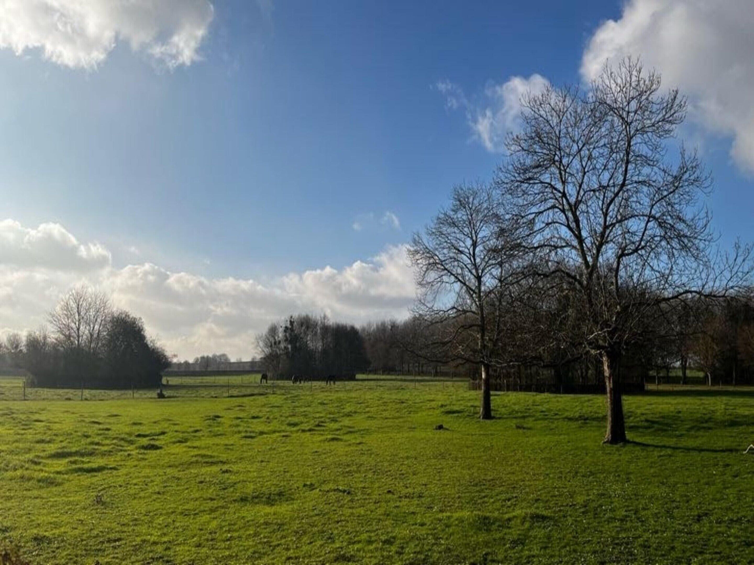 An open grassy field with a few trees and a clear sky.