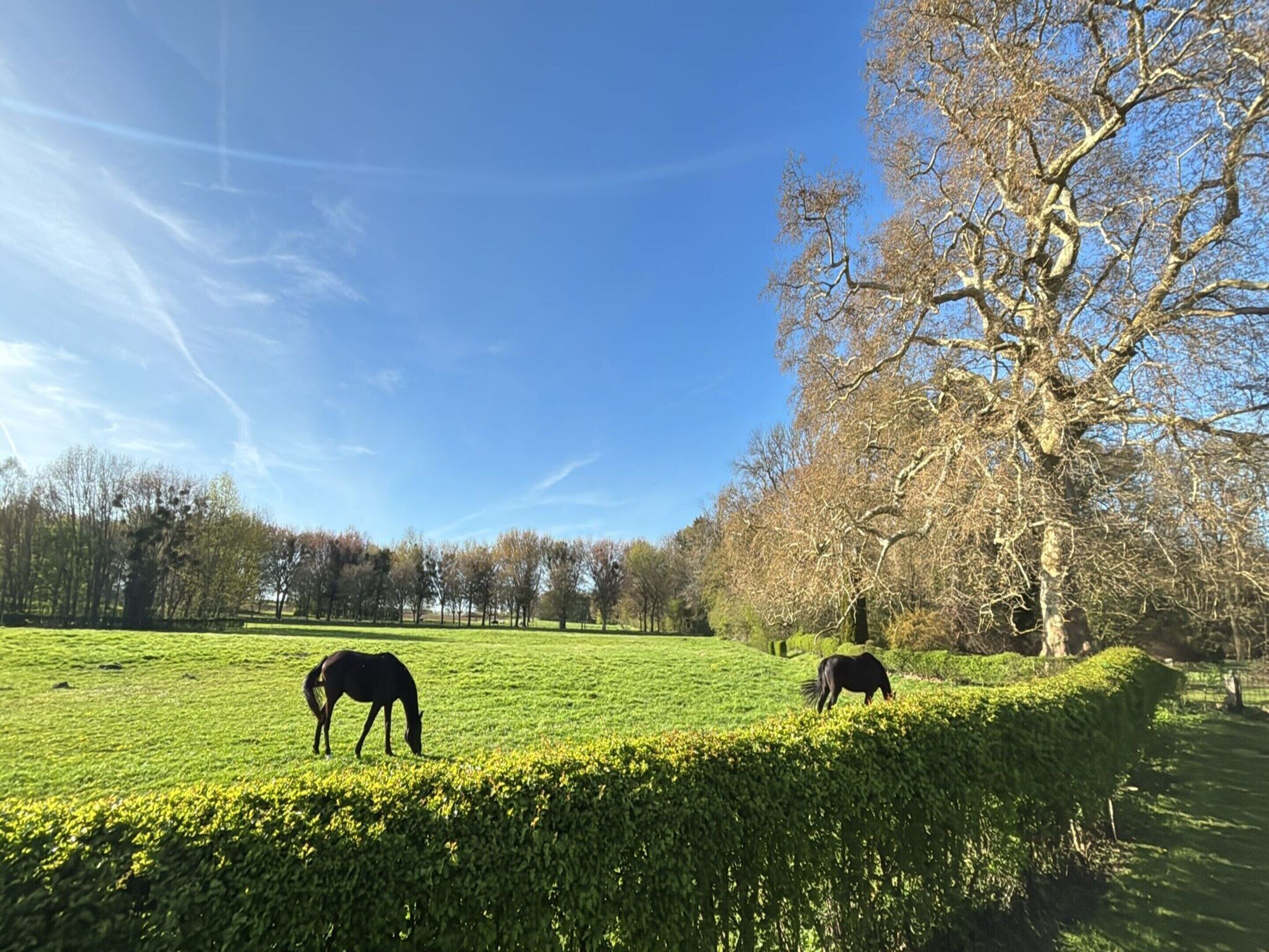 Un cheval broute dans un champ herbeux, avec une haie et un arbre en arrière-plan.