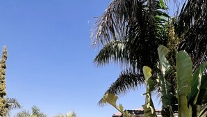 A paved pathway leading to a building with a brick facade, surrounded by palm trees and other greenery.