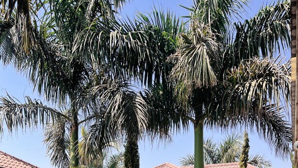 A courtyard with palm trees, a tiled walkway, and a building with a red roof.