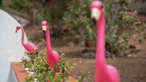 Two pink flamingos in a garden setting. - Charming 2-bedroom Apartment in Puerto de Santiago (Santiago del Teide)