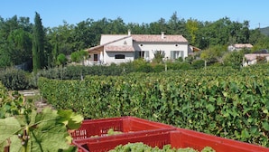 Une maison entourée d’un vignoble, avec une caisse rouge remplie de raisins au premier plan.
