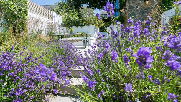 A garden with lavender plants and a stone wall. - Hendre - sleeps 8 guests  in 4 bedrooms (Menai Bridge)