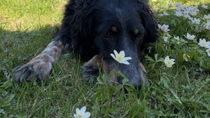 A dog lying on grass with white flowers, a wooden building with balconies in the background. - Hideaway Chalets Loser - 1 (Altaussee)