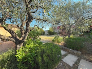 Un jardin avec un arbre, différentes plantes et un chemin en pierre.