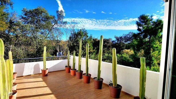 A balcony with potted cacti and a view of trees and sky. - The perfect home for vacations, weekend getaways, family gatherings, and pets (Ixtapan De La Sal)