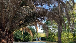 A swimming pool surrounded by palm trees and greenery. - Family villa with a stunning view of the countryside, close to the beaches and marshes (Breuillet)
