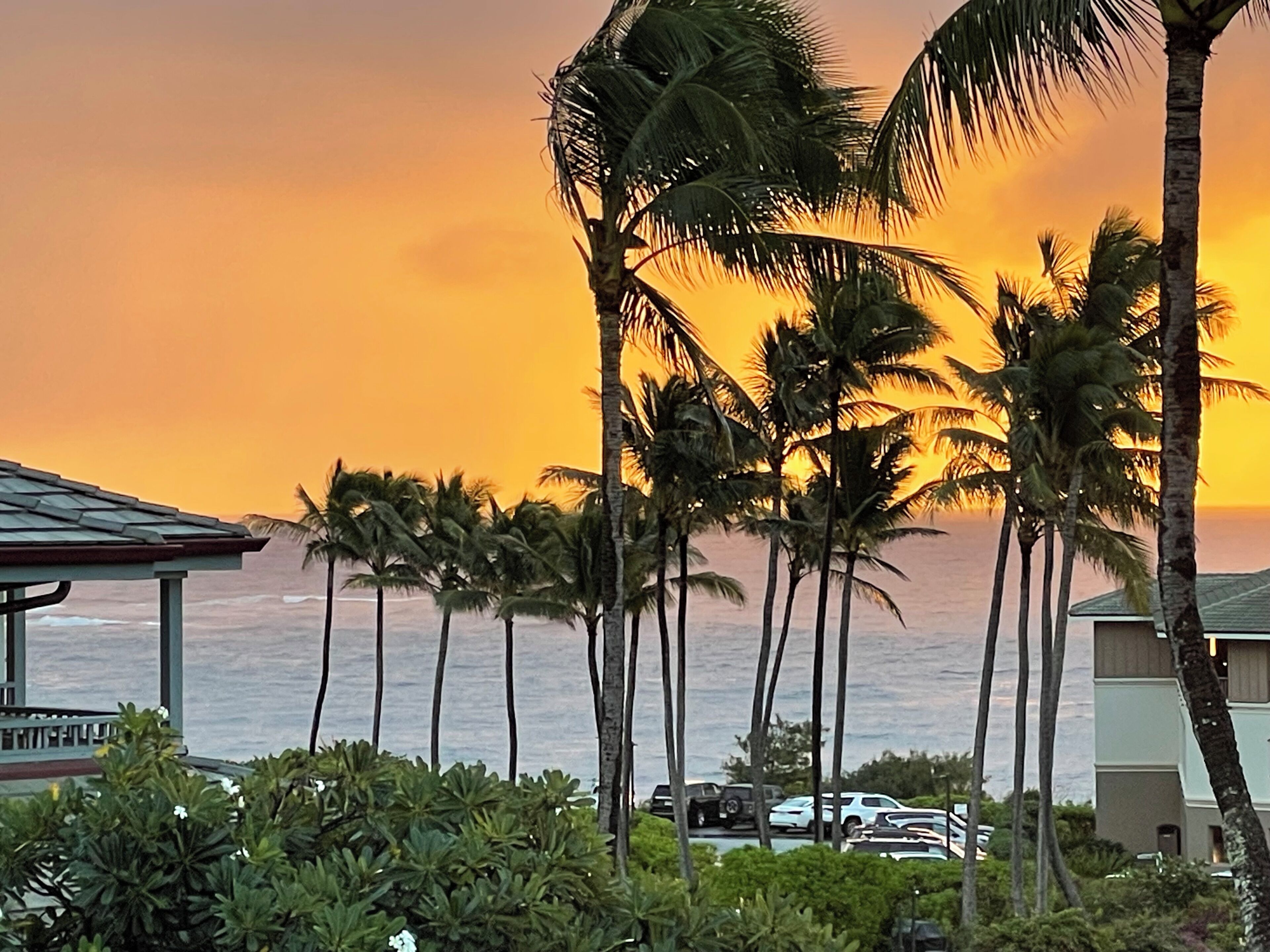 A coastal view with palm trees, a building with a sloped roof, and parked cars.