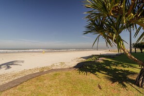 Uma praia com céu claro, areal arenoso e uma palmeira.