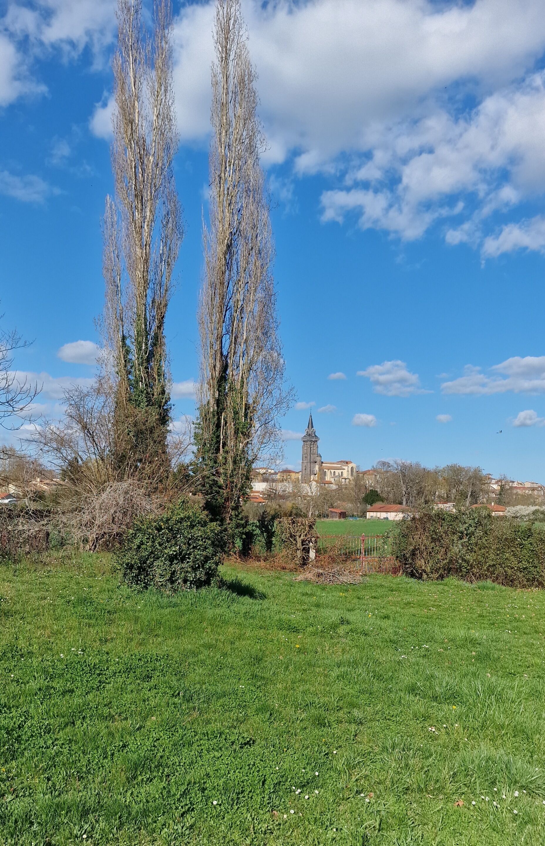 Een begroeiingsveld met kale bomen en een gebouw in de verte.