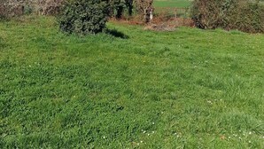 A grassy field with leafless trees and a distant building.