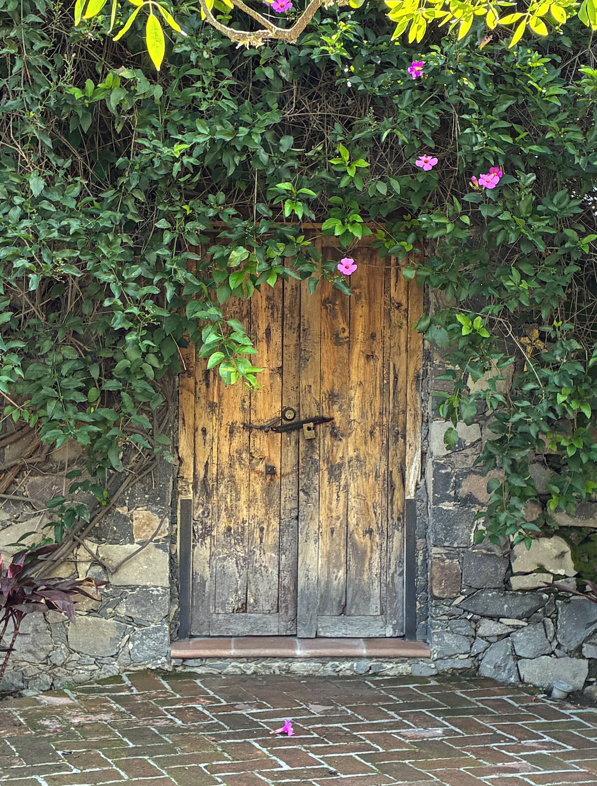 A rustic wooden door with a metal latch, surrounded by lush green foliage and pink flowers.