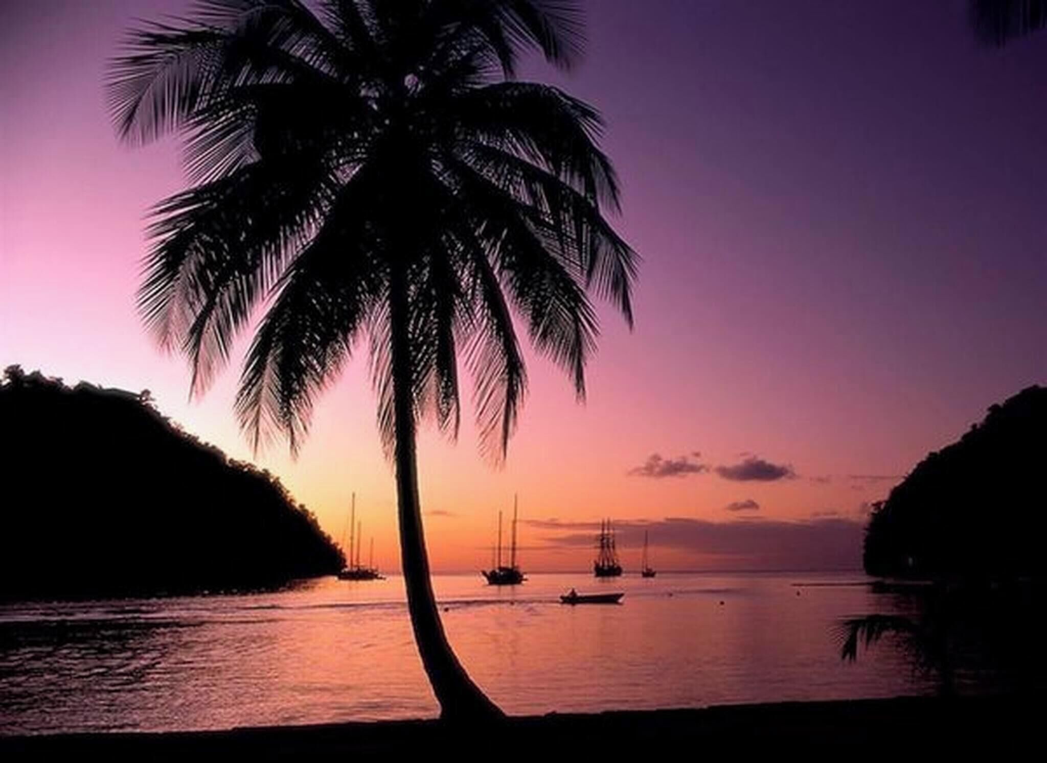 A sunset over a calm sea with boats and a prominent palm tree silhouette.