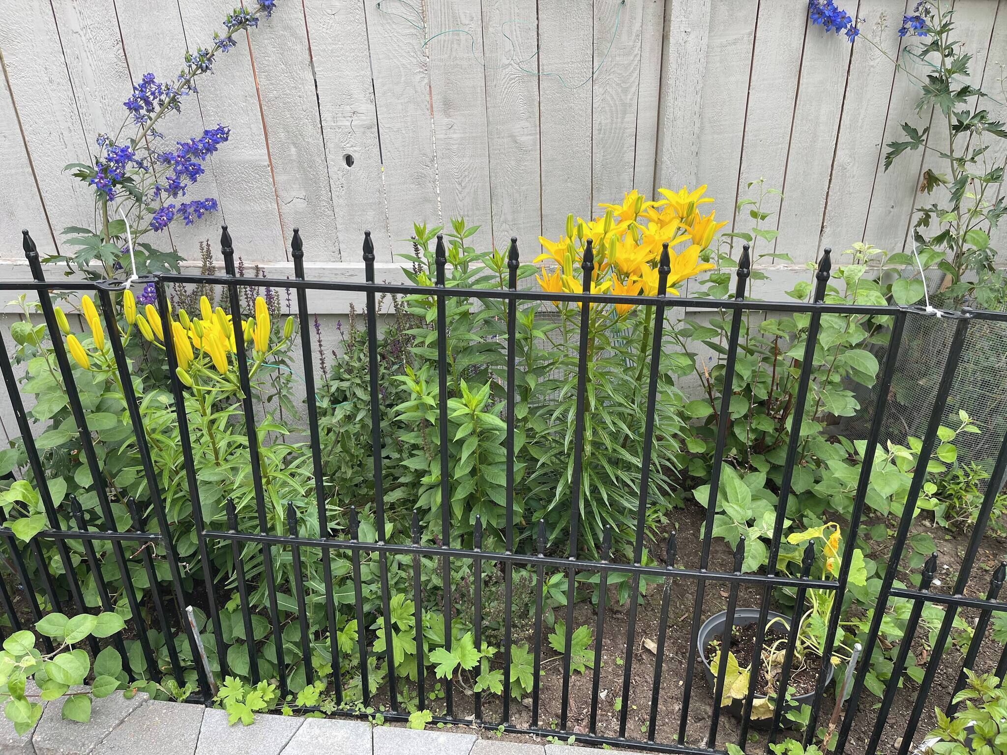 Puutarha, jossa on monenlaisia kasveja ja kukkia, musta metalliaita ja taustalla puinen seinä.