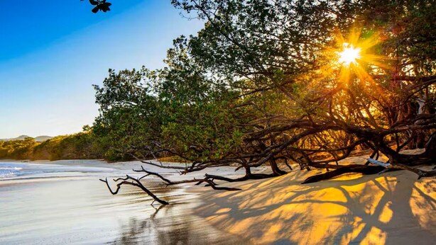 Ein Strand mit einem gefallenen Baum, blauem Himmel und Sonnenschein.