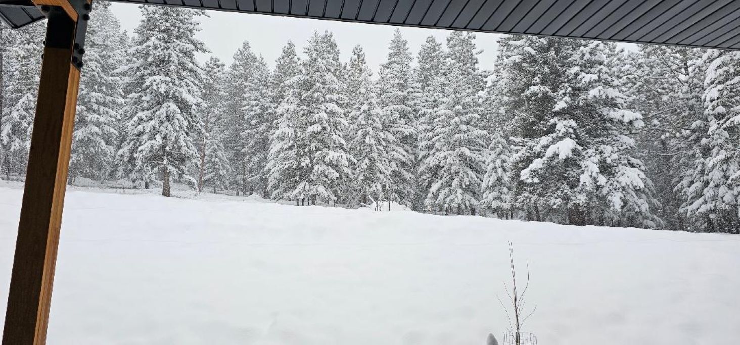 A snowy landscape with evergreen trees.