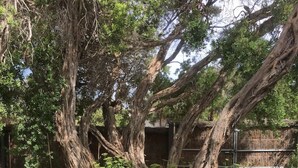 A garden with mature trees, flowering plants, and a wooden fence. - Chiara`s Art Cottage 3BR Coastal Garden Retreat (Sorrento)