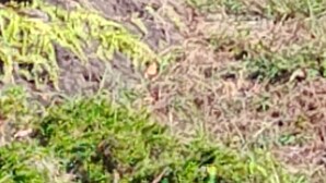 Un montón de tierra oscura con algo de vegetación verde.